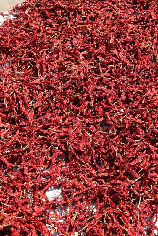 Chillies, left out to dry.